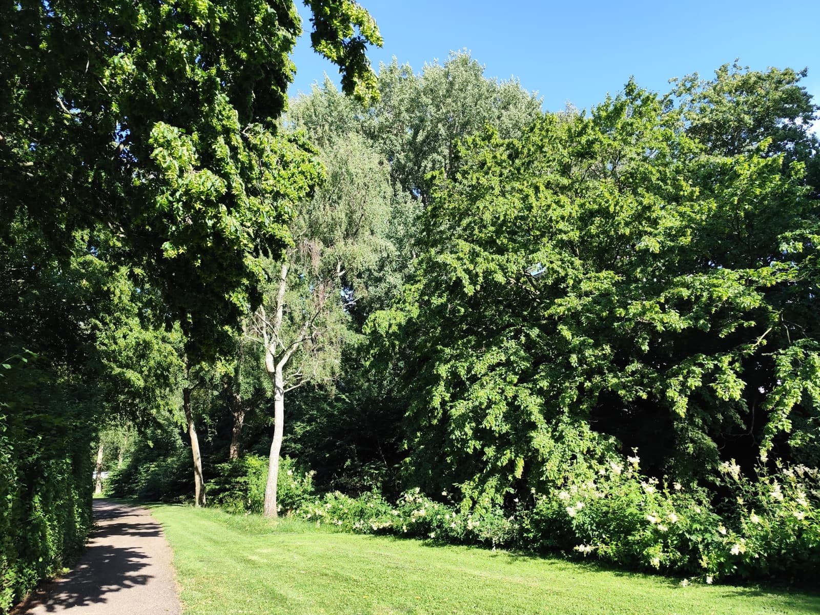 Een groen bospad tussen de bomen op een zonnige zomerdag — welke route kies je: een vaste flow of ad hoc via je AI?
