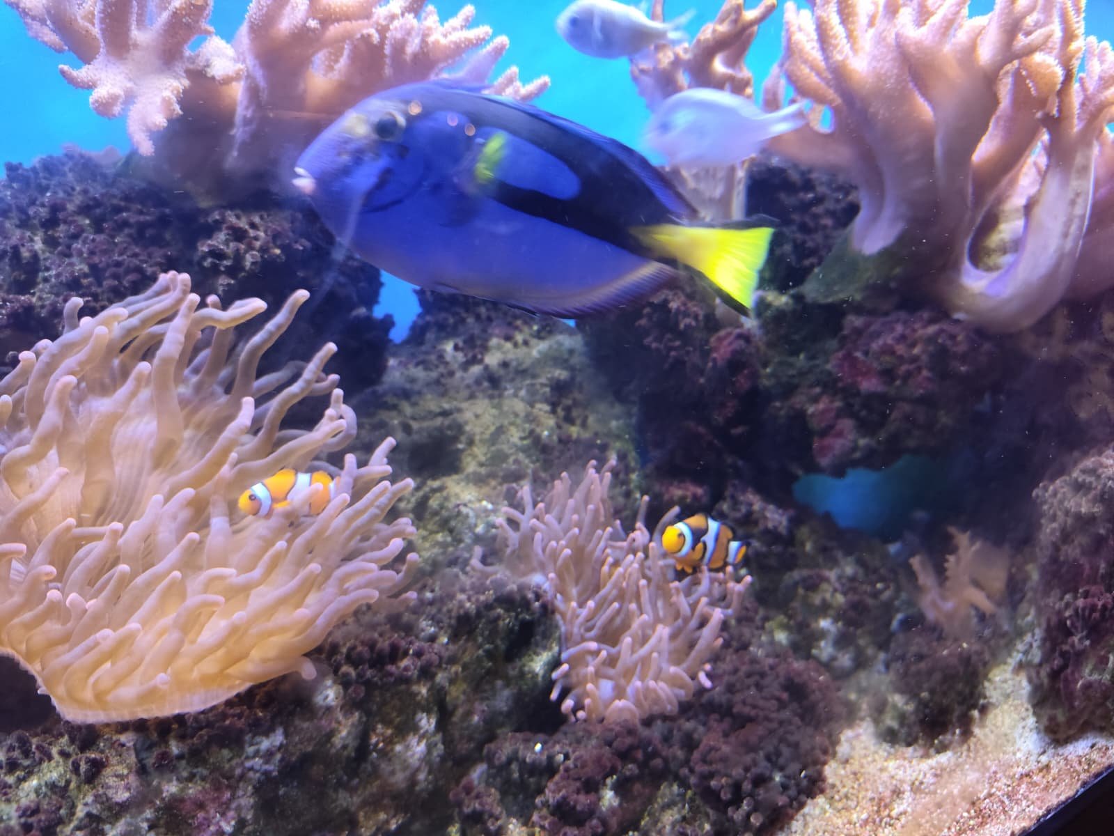 Blauwe doktersvis en clownvissen tussen koralen en anemonen in een zeeaquarium — een verbonden ecosysteem, net als de systemen die een MCP-server aan elkaar knoopt